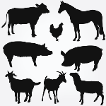 soins_animaux